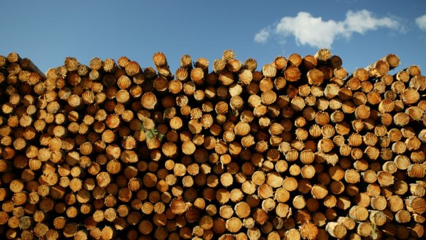 Loggers are accused of rorting compensation to leave the industry.