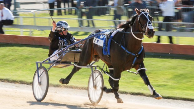 Speed machine: Mark Purdon drives Lazarus to win the New Zealand Trotting Cup in November.