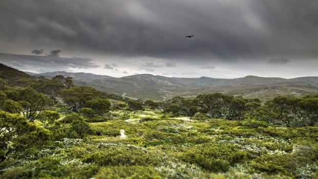A crow ushers in storm clouds over Charlotte Pass, Kosciuszko National Park.  