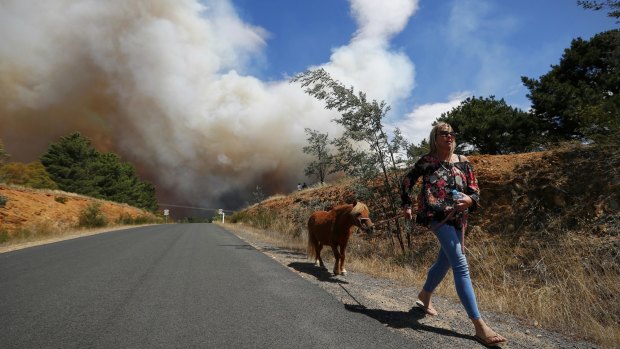 A woman brings her horse to safety during the fire at Carwoola.
