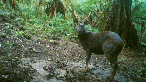 A Sambar deer in Sherbrooke Forest, photographed by a remote sensor camera in 2013.