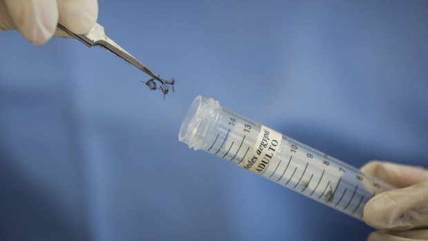一个埃及伊蚊mosquitoe是一个向量的扩散Zika病毒目前蔓延整个拉丁美洲。