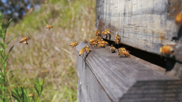 The couple treat their bees as 'neither pets nor livestock' but as 'wild creatures in a super-organism form'.