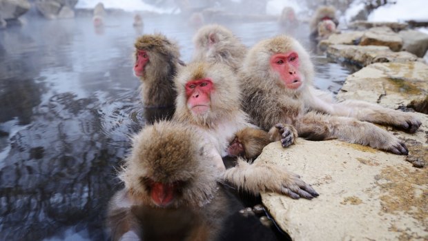 Japanese Snow Monkeys in Yudanaka, Nagano, Japan. tra10cover-century Wildlife Encounters ? Brian Johnston Credit: iStock