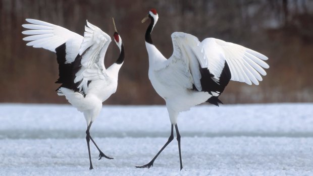 The red-crowned crane.