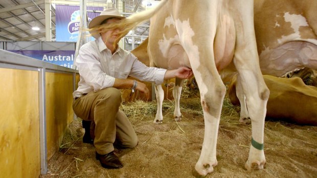 Guernsey cattle breeders in Australia are seeing unexpected interest from dairy farmers as far away as Japan and Thailand.