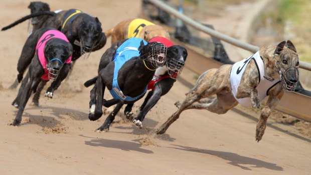 Deborah Arnold has asked the Supreme Court to review Racing Queensland decisions to warn her off racecourses for life and ban her dogs from racing.