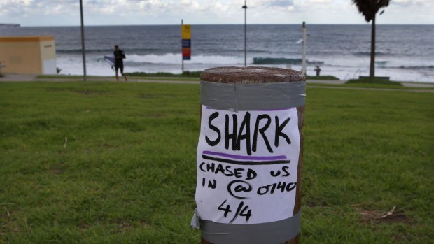 The shark, nicknamed Paul Gallen, has been seen five times off Sandshoes surf break in two weeks.