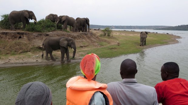 Elephants at the edge of the Kazinga Channel.