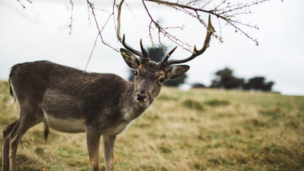 The island has 60 fallow deer.