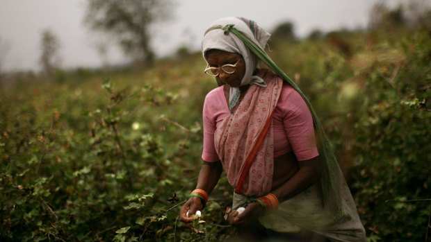A worker picks cotton in the village of Sunna in India's Maharashtra state.