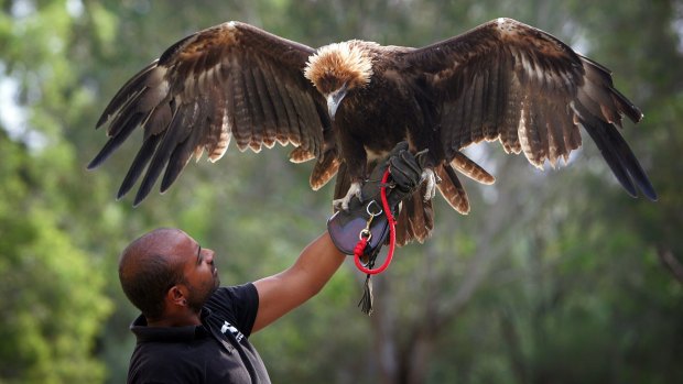 Bird trainer Ravi Wasan is teaching Blaze, a two-year-old wedge-tailed eagle, to fly.