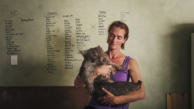 WOMBAT THREAT: Sleepy Burrows Wombat Sanctuary owner Donna Stepan with rescued wombat Chance.