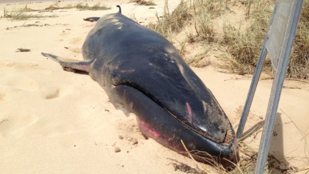 The Omura's whale washed up on a remote beach near Exmouth.