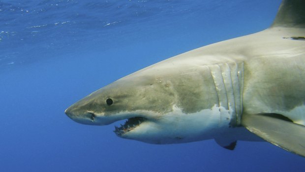 Shark numbers have an impact on carbon storage, scientists say.