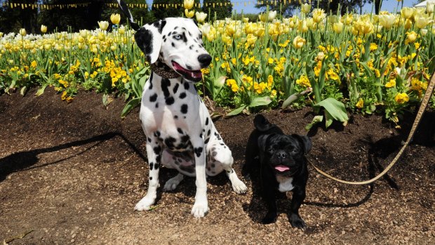 The Dogs day out at Floriade in October was a hit with Canberra's furry friends.