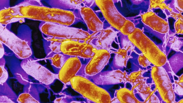 At least 10 people at a Brisbane Convention and Exhibition Centre conference suffered food poisoning a week before the event which saw 250 people struck ill.