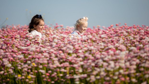 Leah Khamis and Harper Ford explore the Western Australia paper daisies in full bloom at the Australian Botanic Garden at Mount Annan.