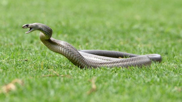 The 18-year-old was in a Kambah paddock when she was bitten by a brown snake.