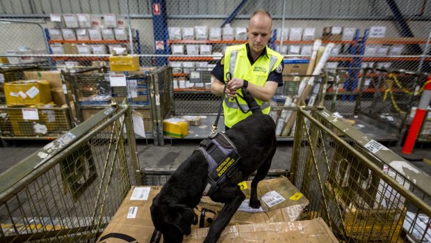 A Border Force officer works with his detector dog.