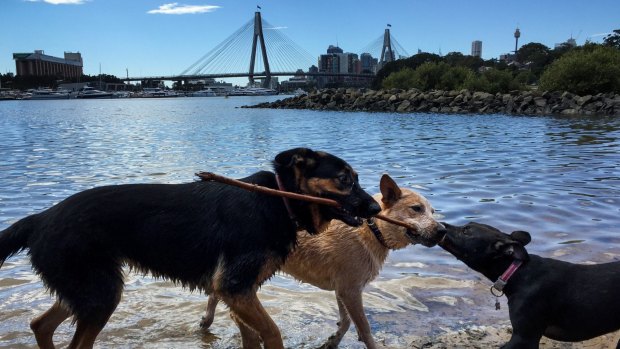 Winter loses its grip as Reggie the red heeler tussles with friends at Blackwattle Bay in Glebe.