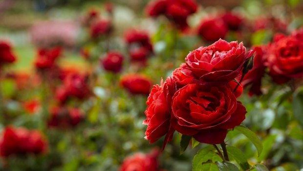 The State Rose and Garden Show will be held in Werribee on November 10 and 11.