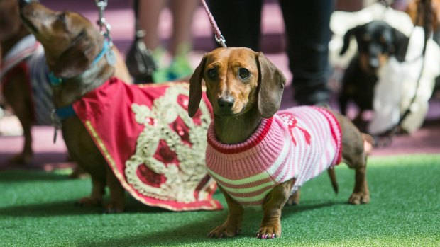 Princess Frankie Chanel, front, will be in the NGV's Australia Day Dachshund parade.