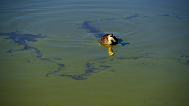 A blue-green algae bloom on Lake Tuggeranong.