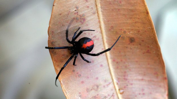 Redback spiders were blamed for 10 spider bite cases in Canberra over the last 12 months.