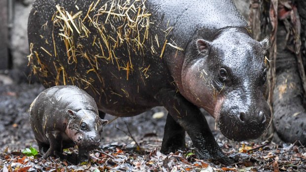 Taronga Zoo's pygmy hippo calf steps out with her mother, Kambiri.  