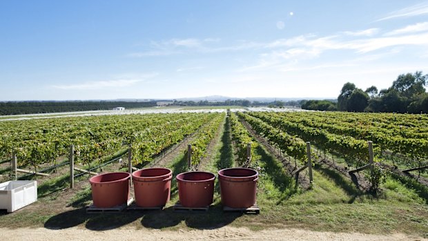 Harvest day at Brown Magpie Wines.