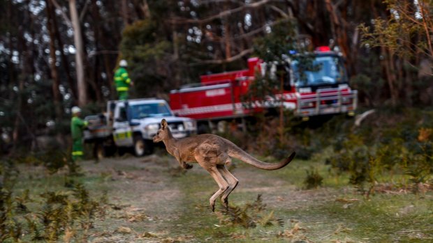 A Kangaroo makes a break away from the fire on the property of Jacqueline Lehmann and Heinz Vogel on Feeneys Lane on Thursday.
