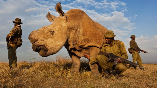 Critically endangered: An anti-poaching team guards a dehorned northern white rhino at Ol Pejeta Conservancy in Kenya in 2011. 