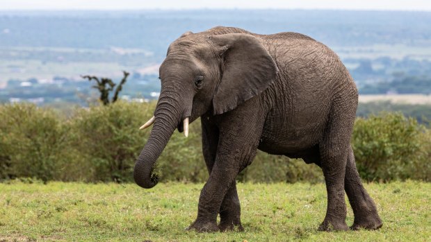 An elephant in one of Kenya's game reserves, Maasai Mara.