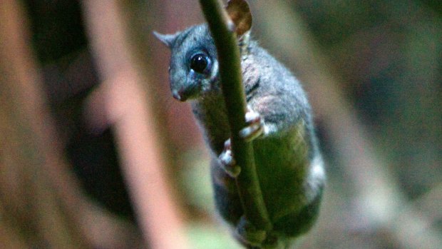 A Leadbeater's possum, which Zoos Victoria says will become extinct unless logging in Victoria's central highlands decreases.