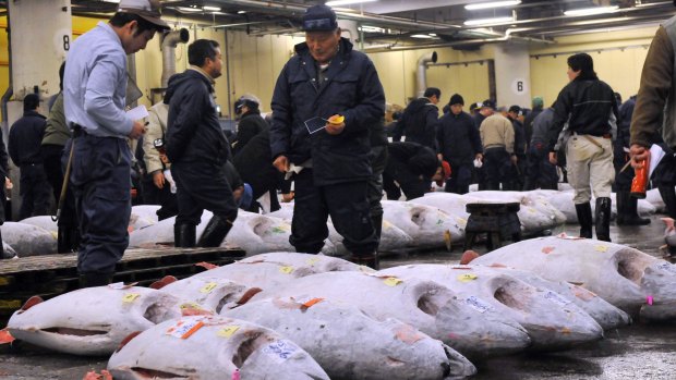 Fishmongers inspect large bluefin tuna before auction at Tokyo's Tsukiji fish market. 
