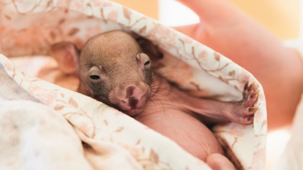 Wombat carer Lindy Butcher had to make the tough decision to have Mallee put to sleep due to internal injuries.