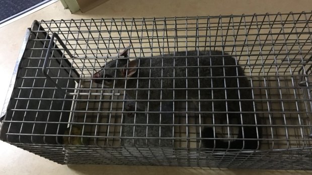 A possum caught in the roof of Concord Hospital in April. 