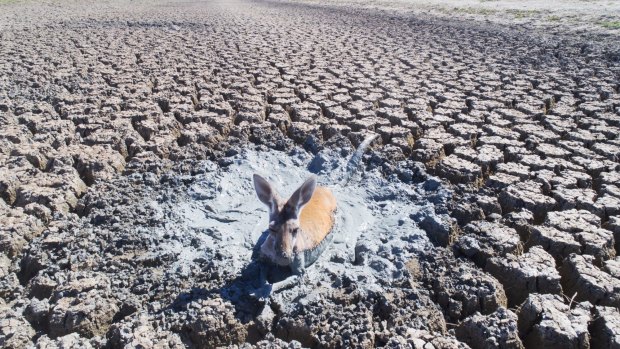 A kangaroo stuck in drying mud in the drainage canal of Lake Cawndilla.  