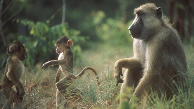 The early loss of a mother and having a close-in-age younger sibling are particularly tough for baboons.