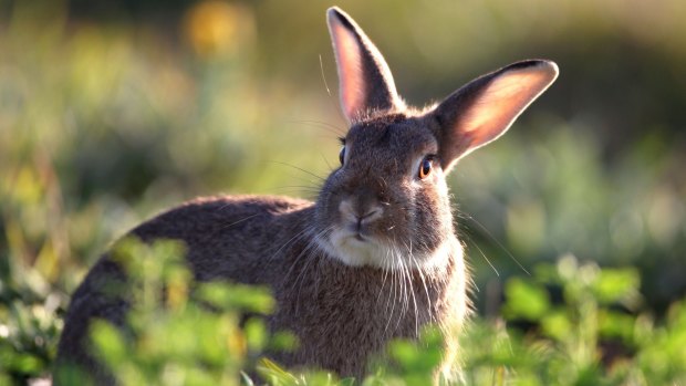 K-5 is tipped to wipe out between 20-40 per cent of the ACT's wild rabbits.