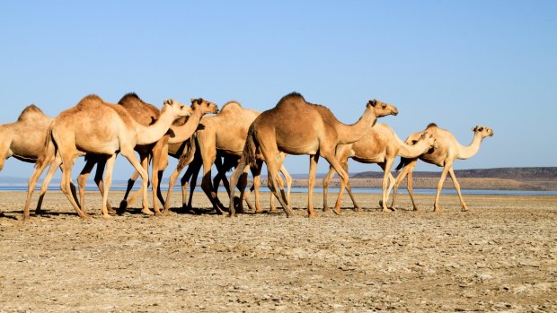 Camels march through the desert.