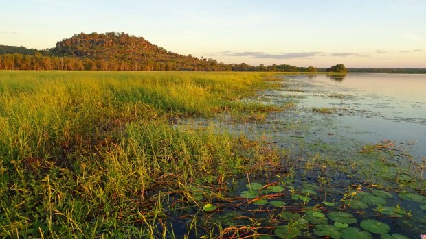 Waterlilies and wetlands near Mount Borradaile.