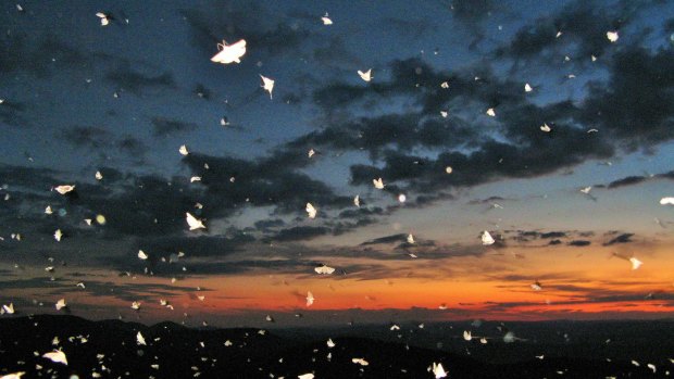 Bogong moths fill the night sky in the Brindabellas.