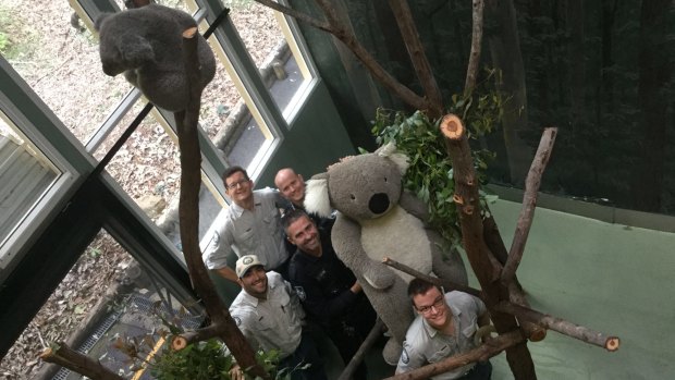 The mascot has been returned to the Daisy Hill Koala Centre.