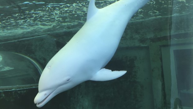 A possible grievance over Japan's dolphin hunting in Taiji. An albino dolphin swims in a tank at the Taiji Whale Museum.