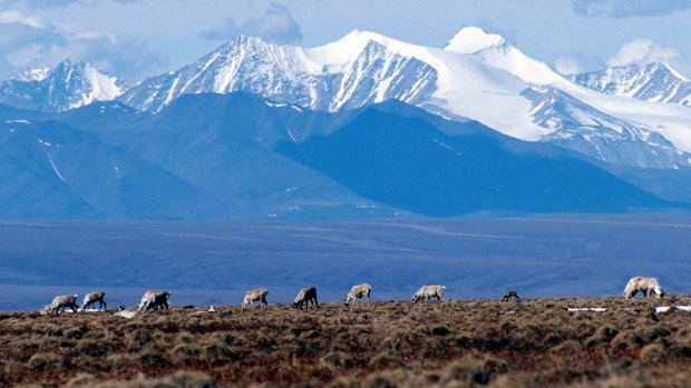 Caribou grazing in the Arctic National Refuge.