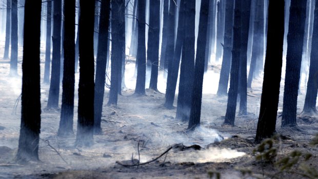 Pine forest on Cotter Road were left devastated after the 2003 ACT bushfires.