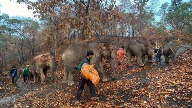 These unemployed elephants depend on the tourist industry to feed their voracious appetites.