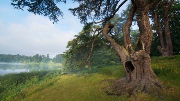 A tree featured in the Harry Potter film in the grounds of Blenheim Palace, Woodstock, Oxfordshire. 